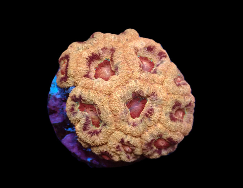 Acropora millepora (Special Colored) (L) f 661