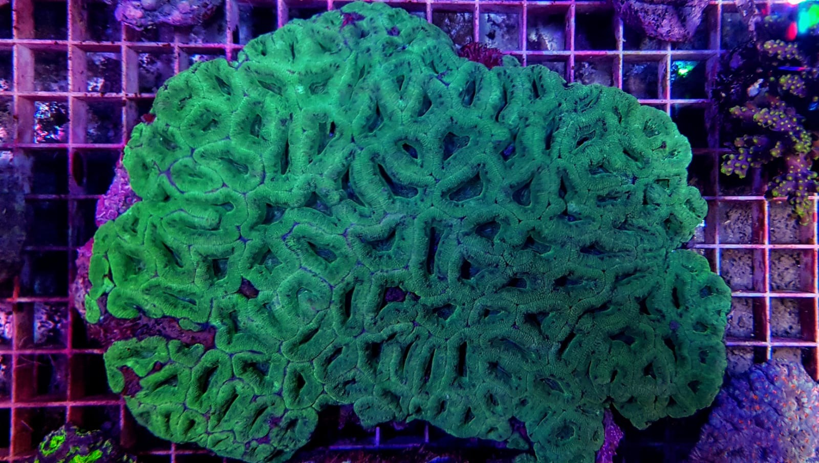Micromussa spp. (Green)