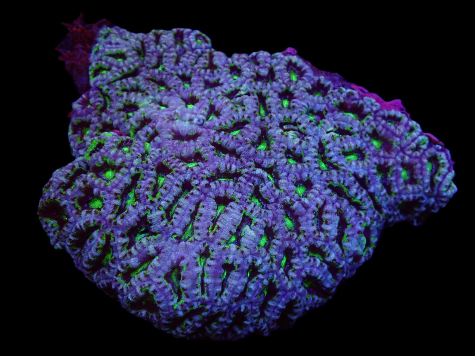 Micromussa spp. (Green)