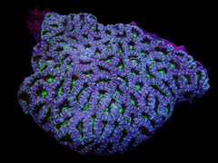Micromussa spp. (Green)