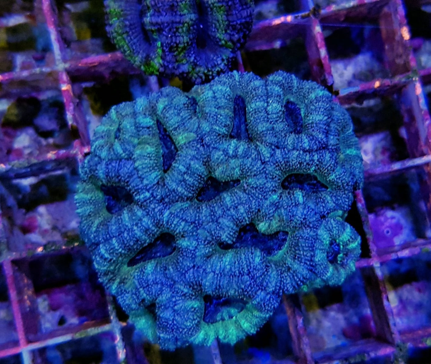 Micromussa spp. (Green)
