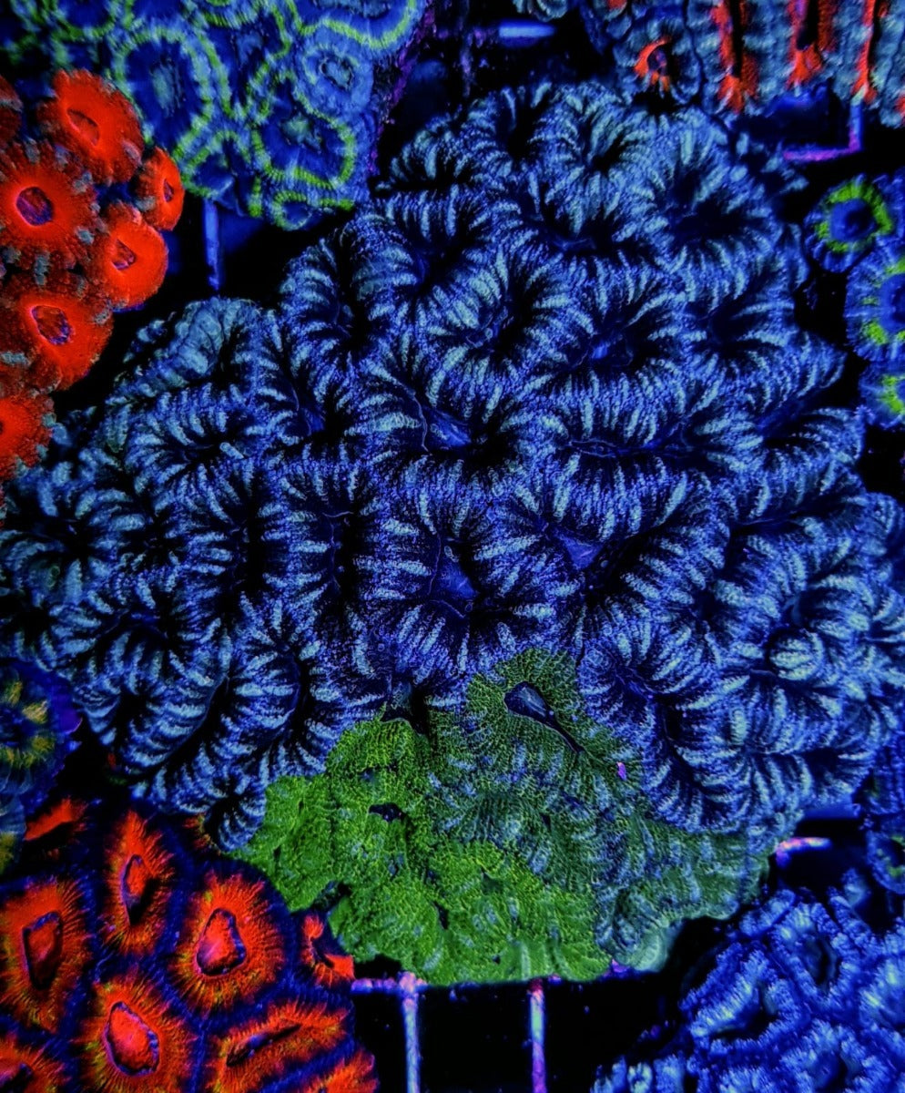 Micromussa spp. (Green)