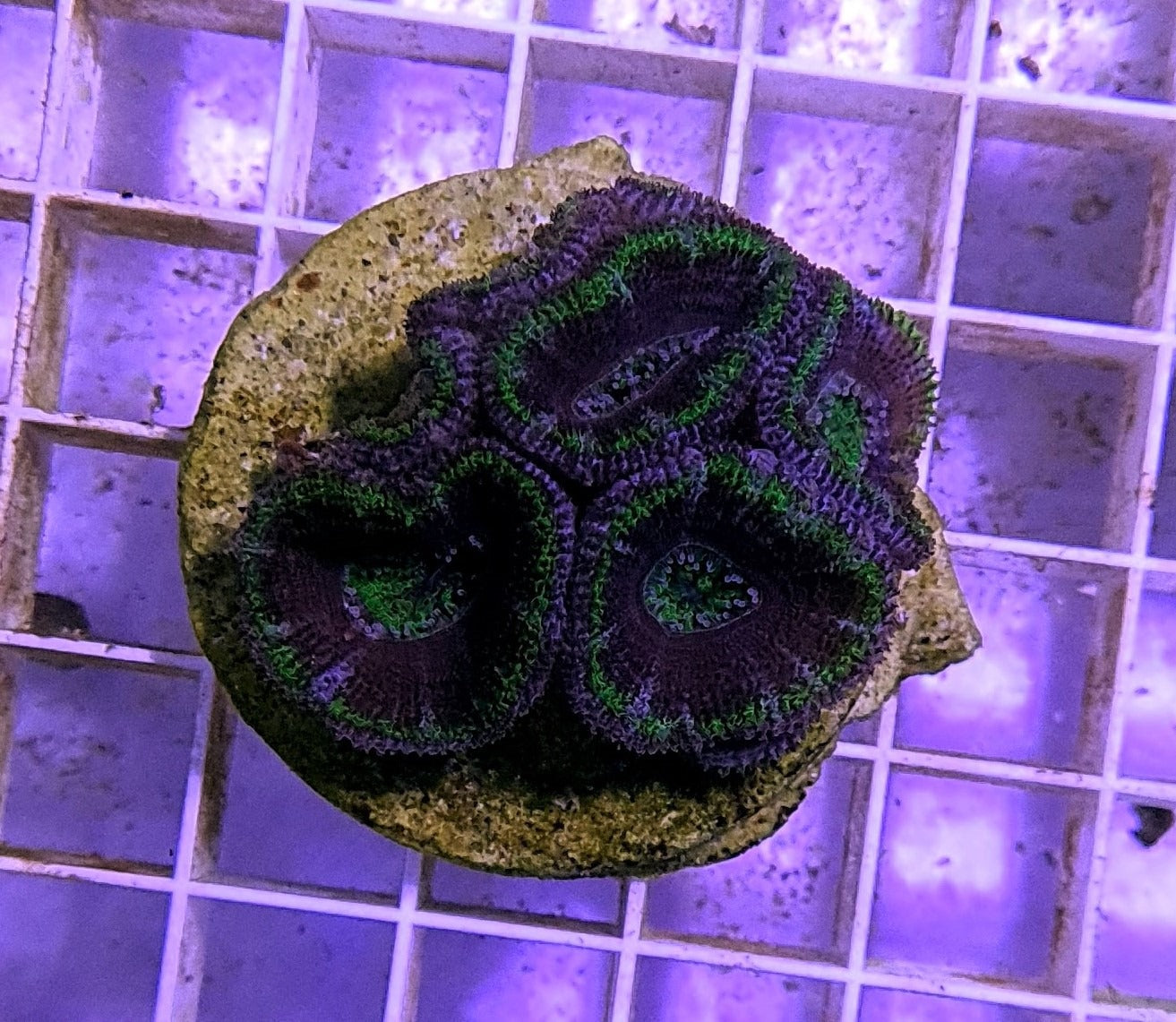 Micromussa spp. (Green) (frag)