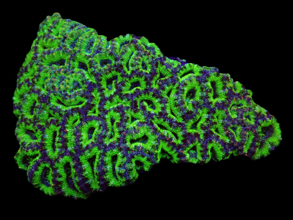 Micromussa spp. (Green) (Premium)