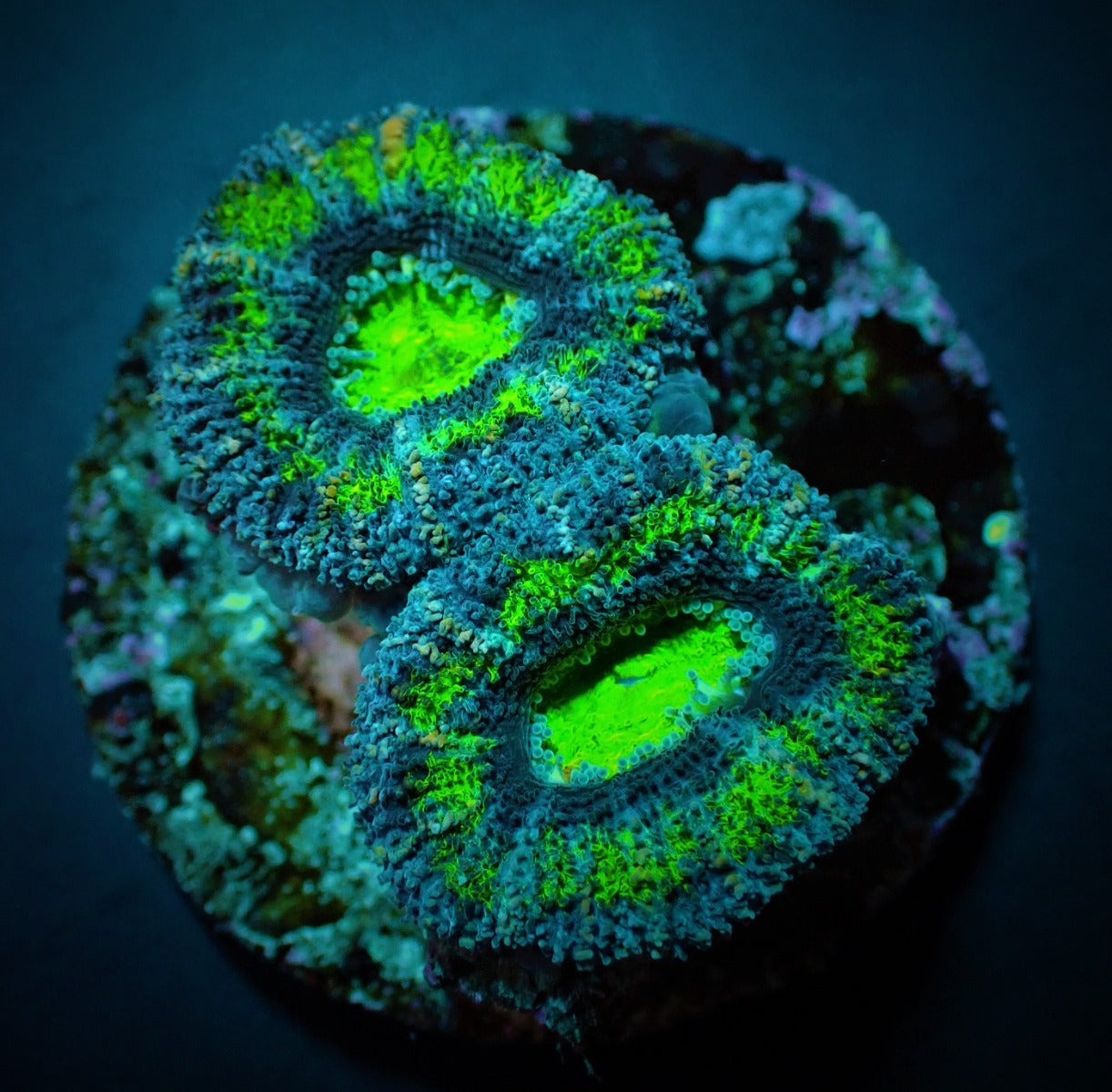 Micromussa spp. (Green) (Premium) (frag)