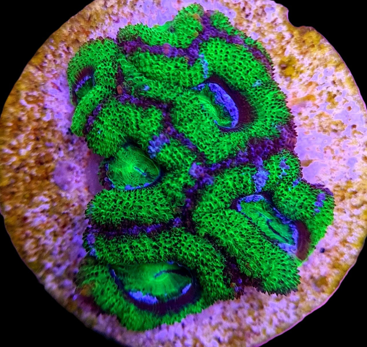 Micromussa spp. (Green) (Premium) (frag)