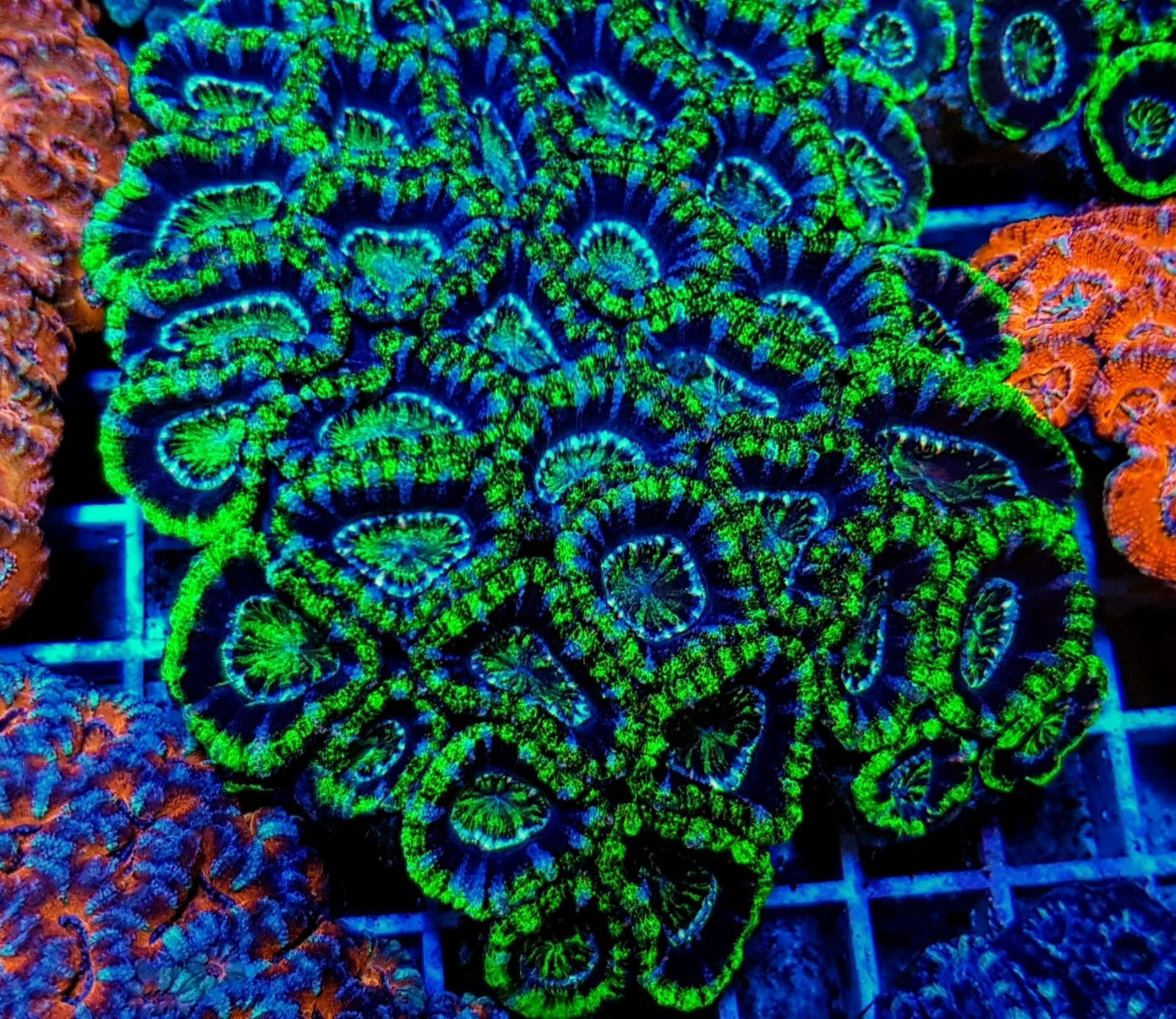Micromussa spp. (Green) (Premium)