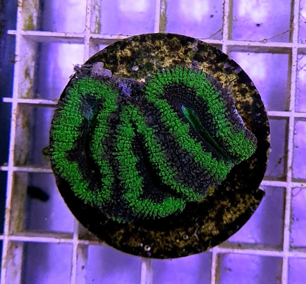 Micromussa spp. (Green) (Premium) (frag)