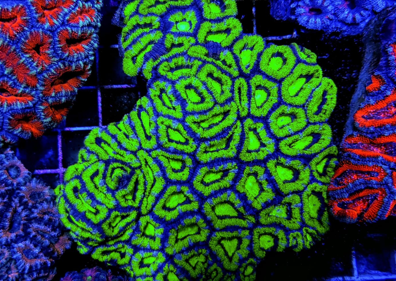 Micromussa spp. (Green) (Premium)