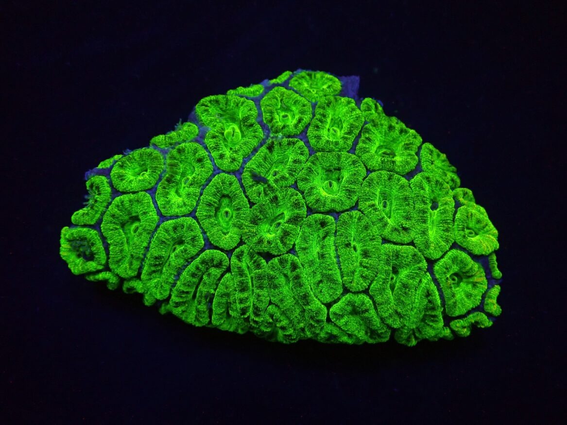 Micromussa spp. (Green) (Premium)