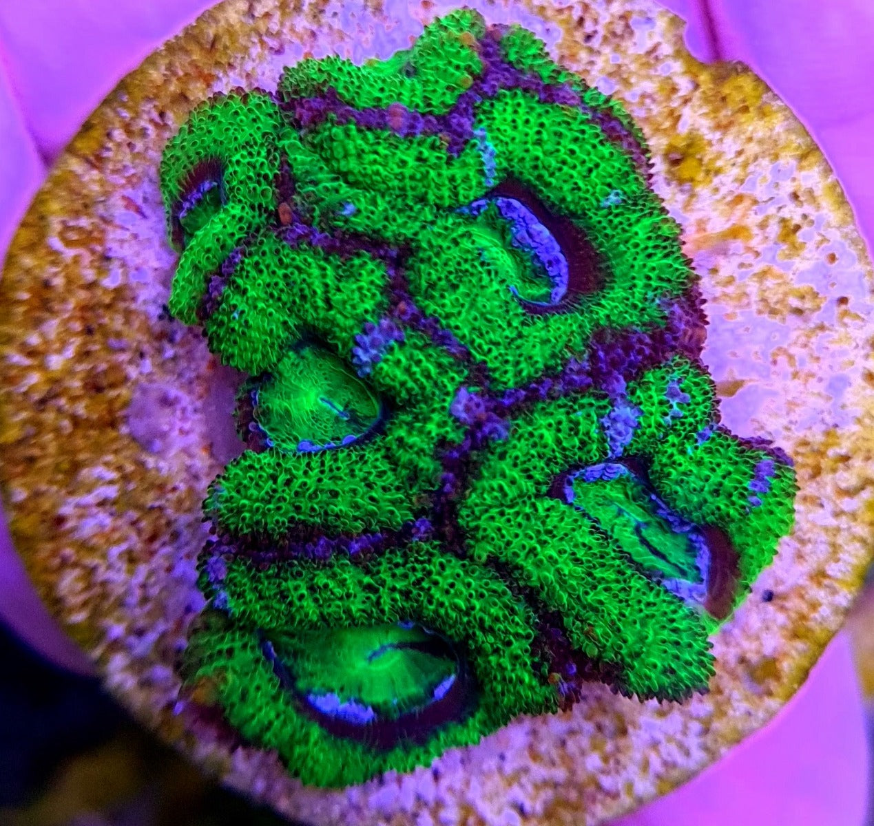 Acanthastrea lordhowensis (Green) (Premium) (frag)