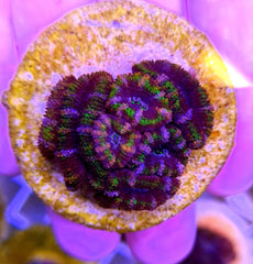 Acanthastrea lordhowensis (Green) (frag)