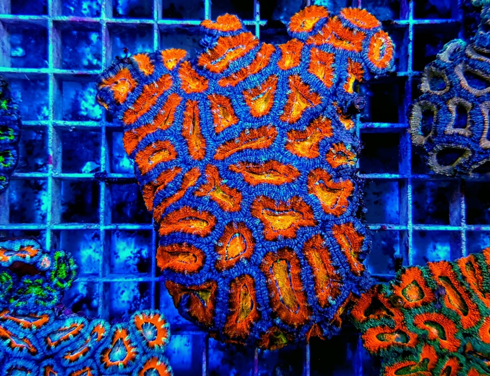 Micromussa spp. (Premium)