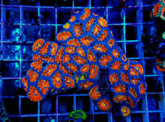 Micromussa spp. (Premium)