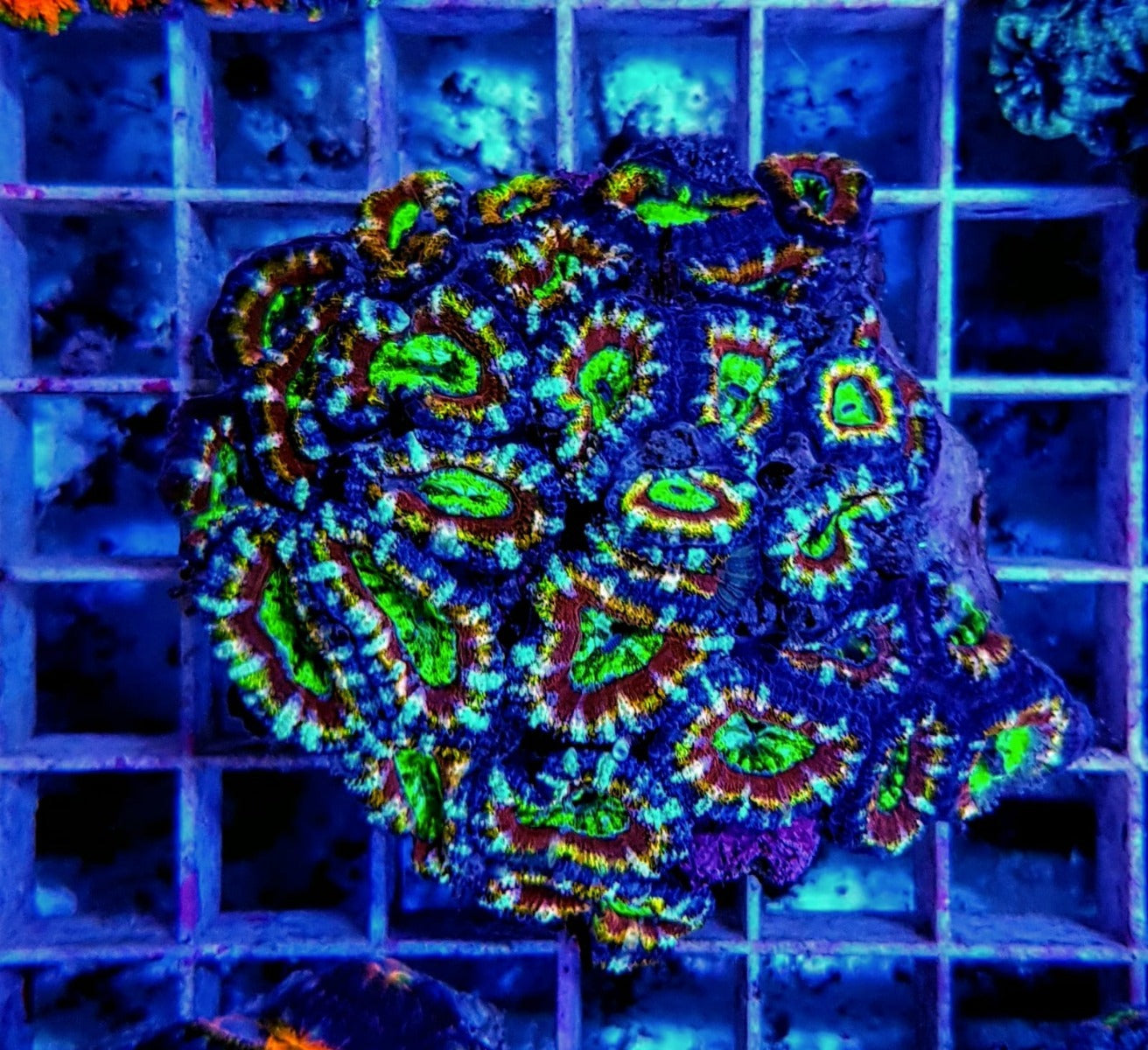 Micromussa spp. (Premium)