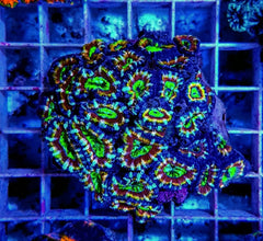 Micromussa spp. (Premium)