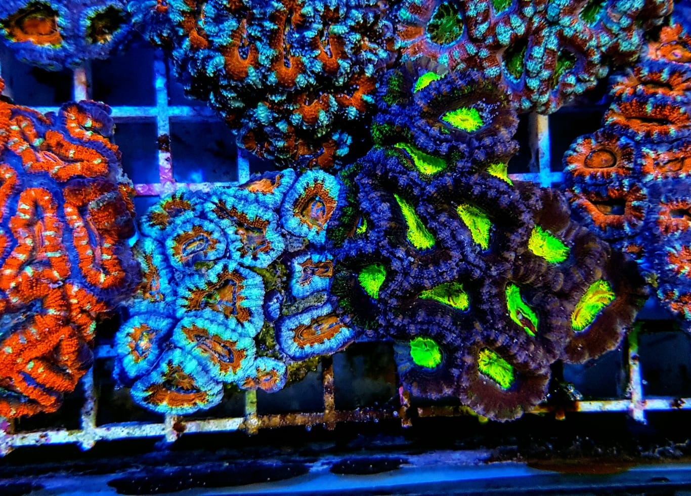 Micromussa spp. (Premium)