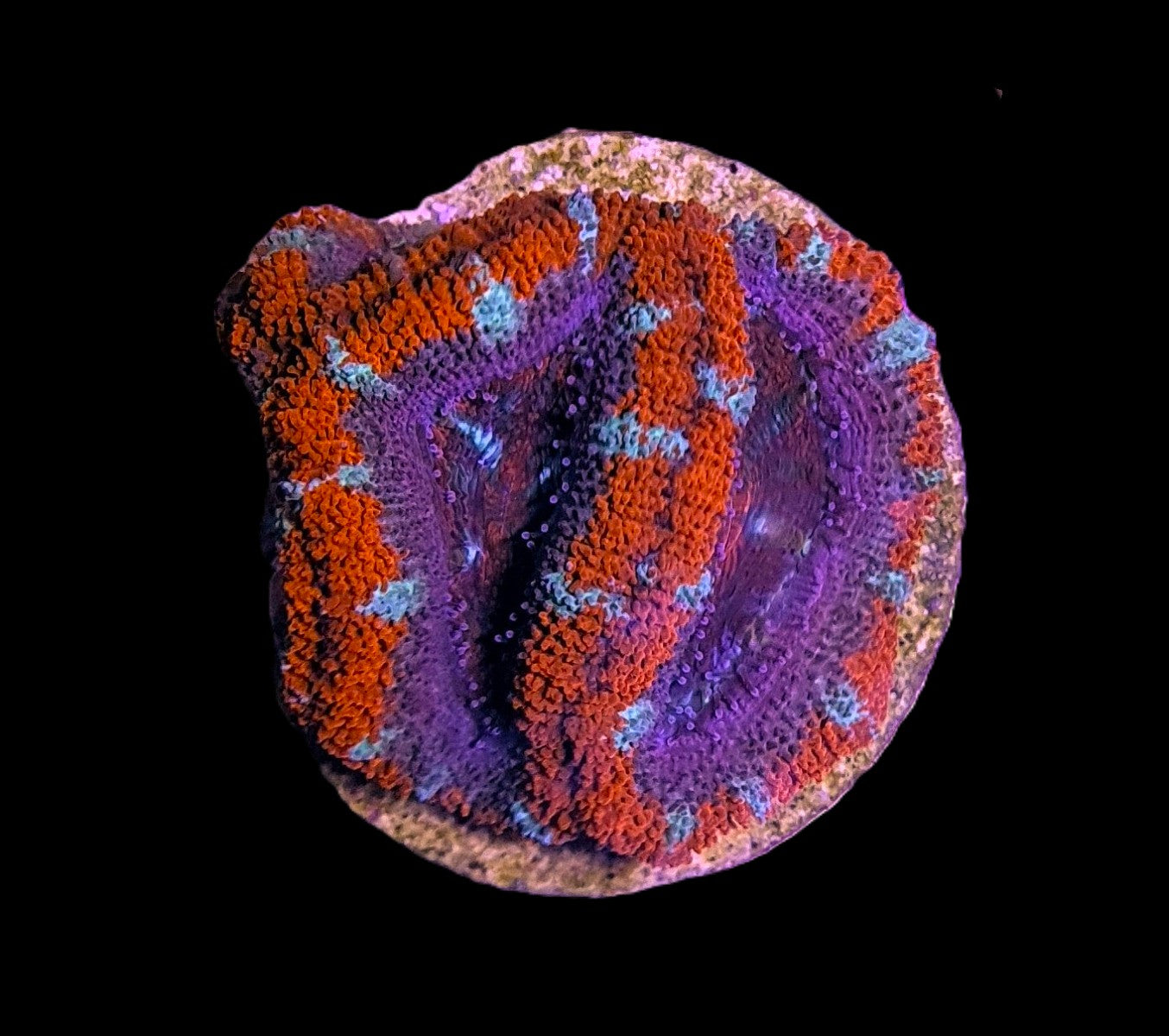 Micromussa spp. (Premium) (frag)