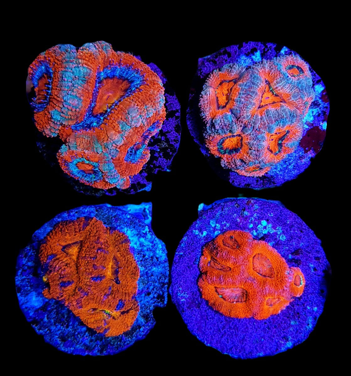 Micromussa spp. (Premium) (frag)