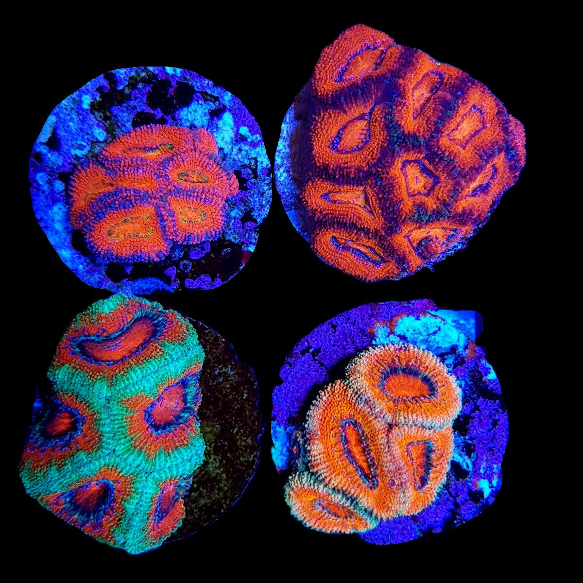 Micromussa spp. (Premium) (frag)