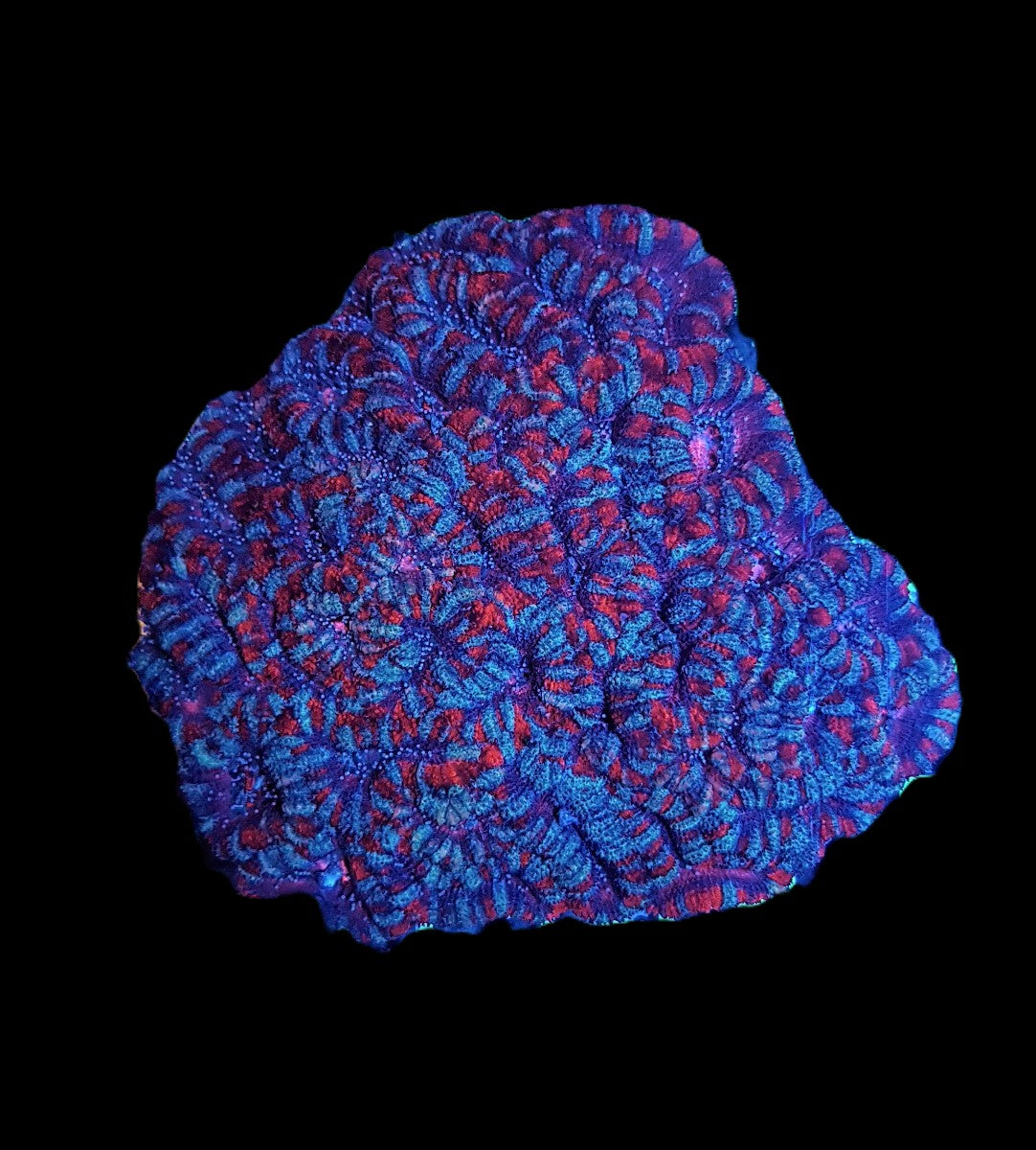Micromussa spp. (Red)