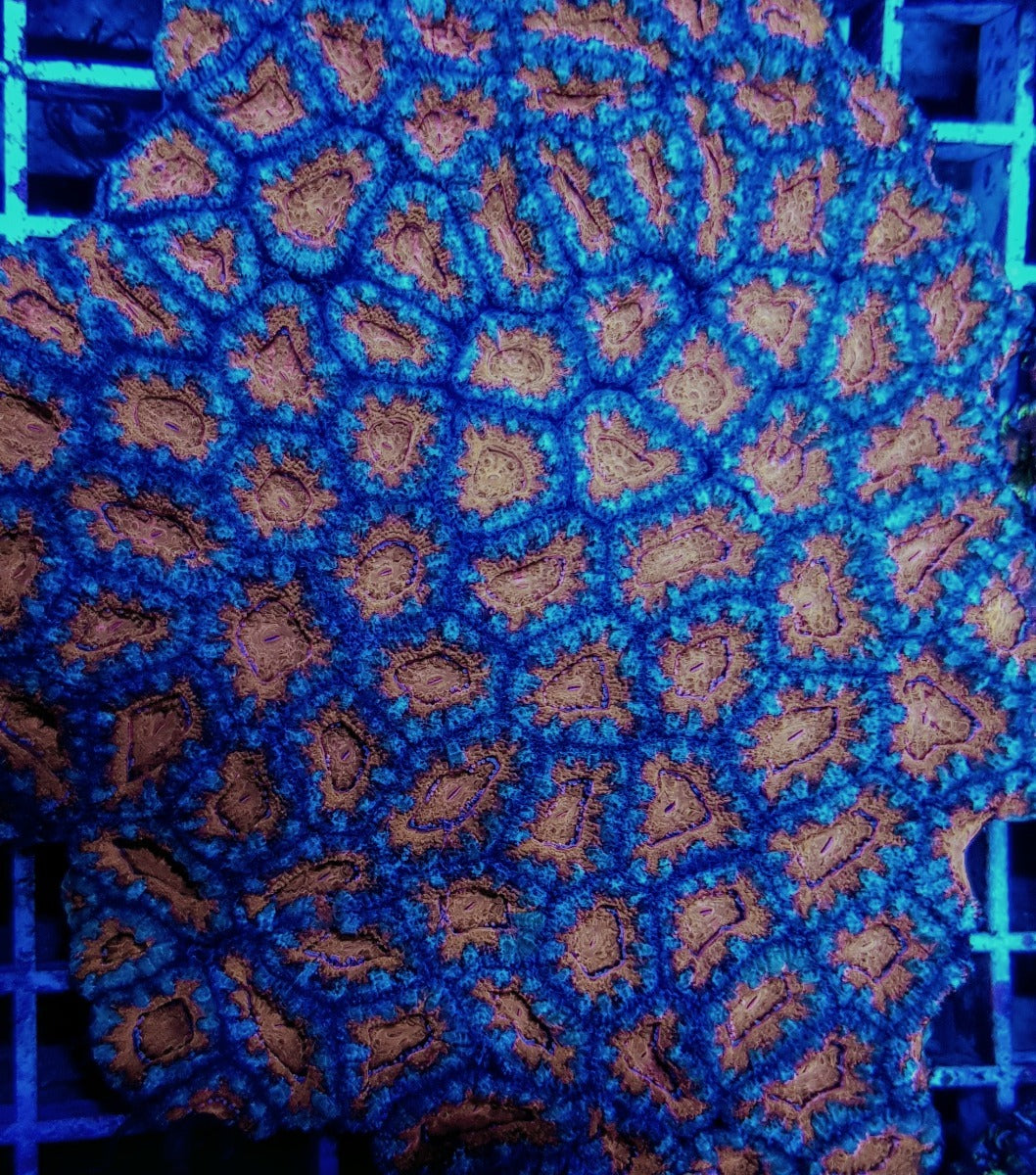 Micromussa spp. (Red)