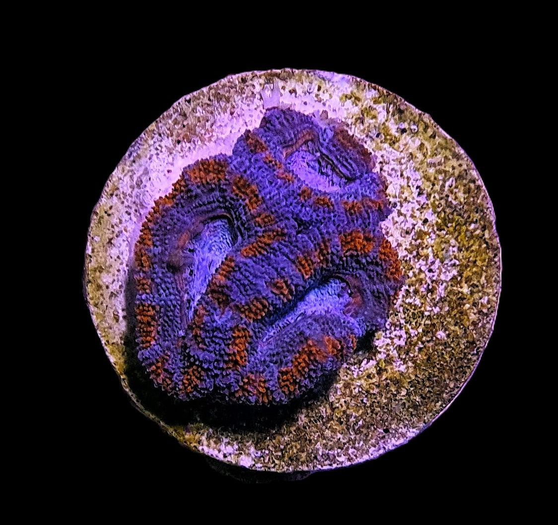 Micromussa spp. (Red) (frag)