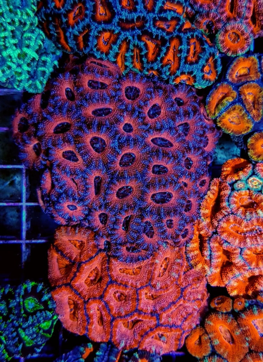 Acanthastrea lordhowensis (Red) (Premium)