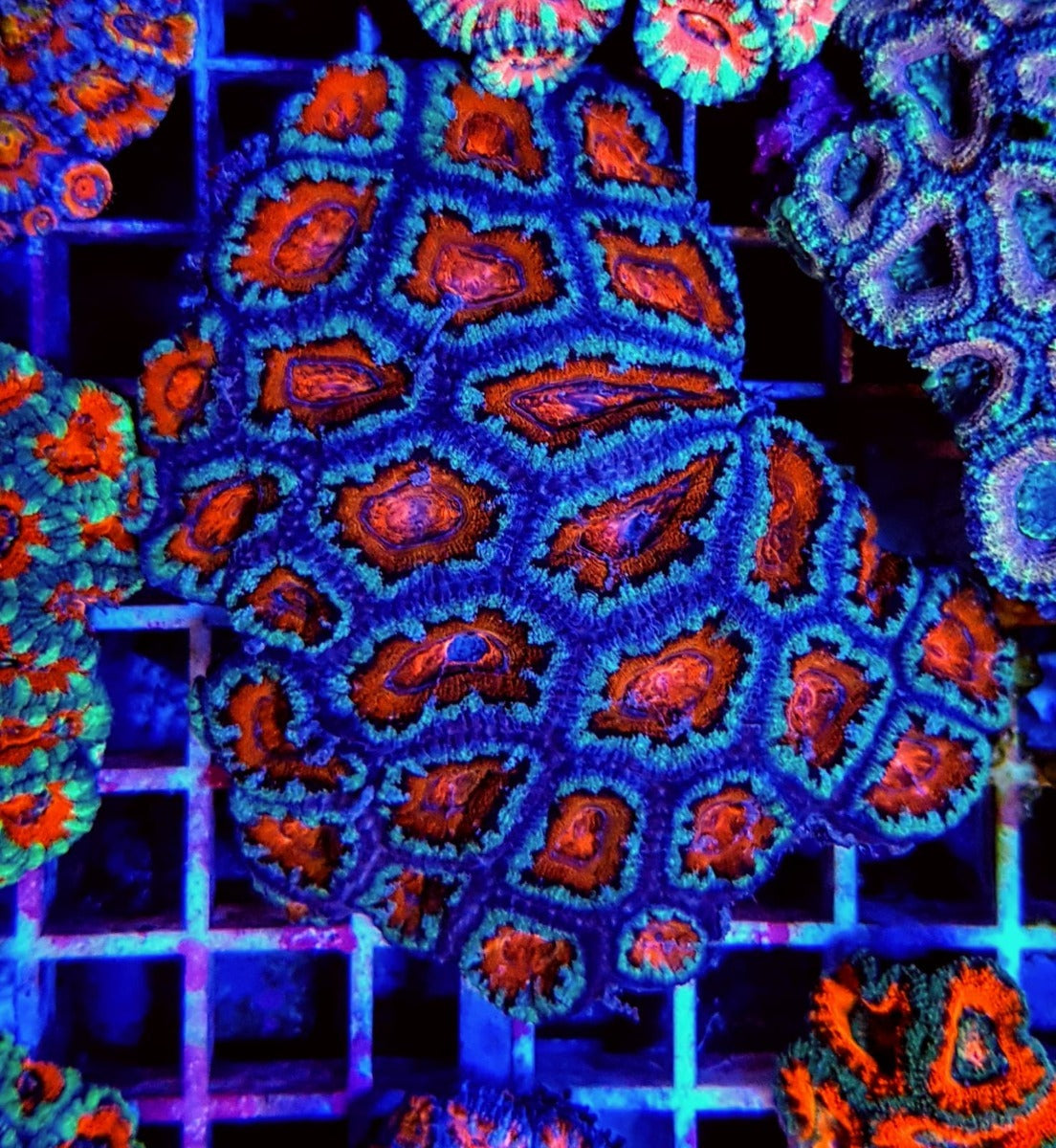 Acanthastrea lordhowensis (Red) (Premium)