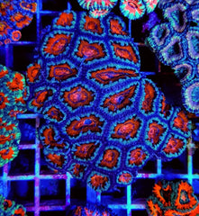 Acanthastrea lordhowensis (Red) (Premium)