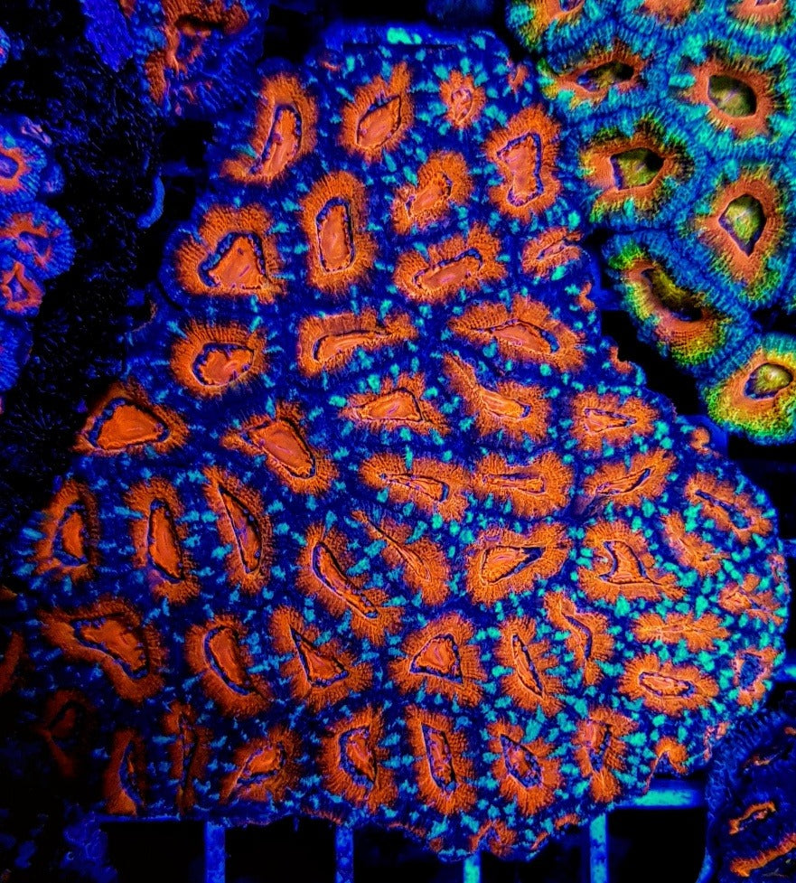 Acanthastrea lordhowensis (Red) (Premium)