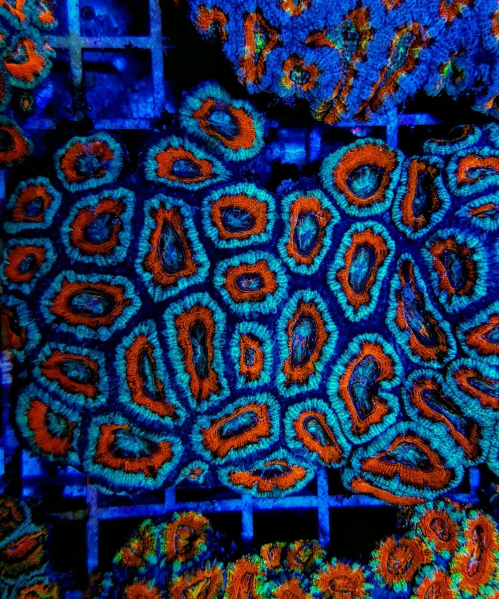 Acanthastrea lordhowensis (Red) (Premium)