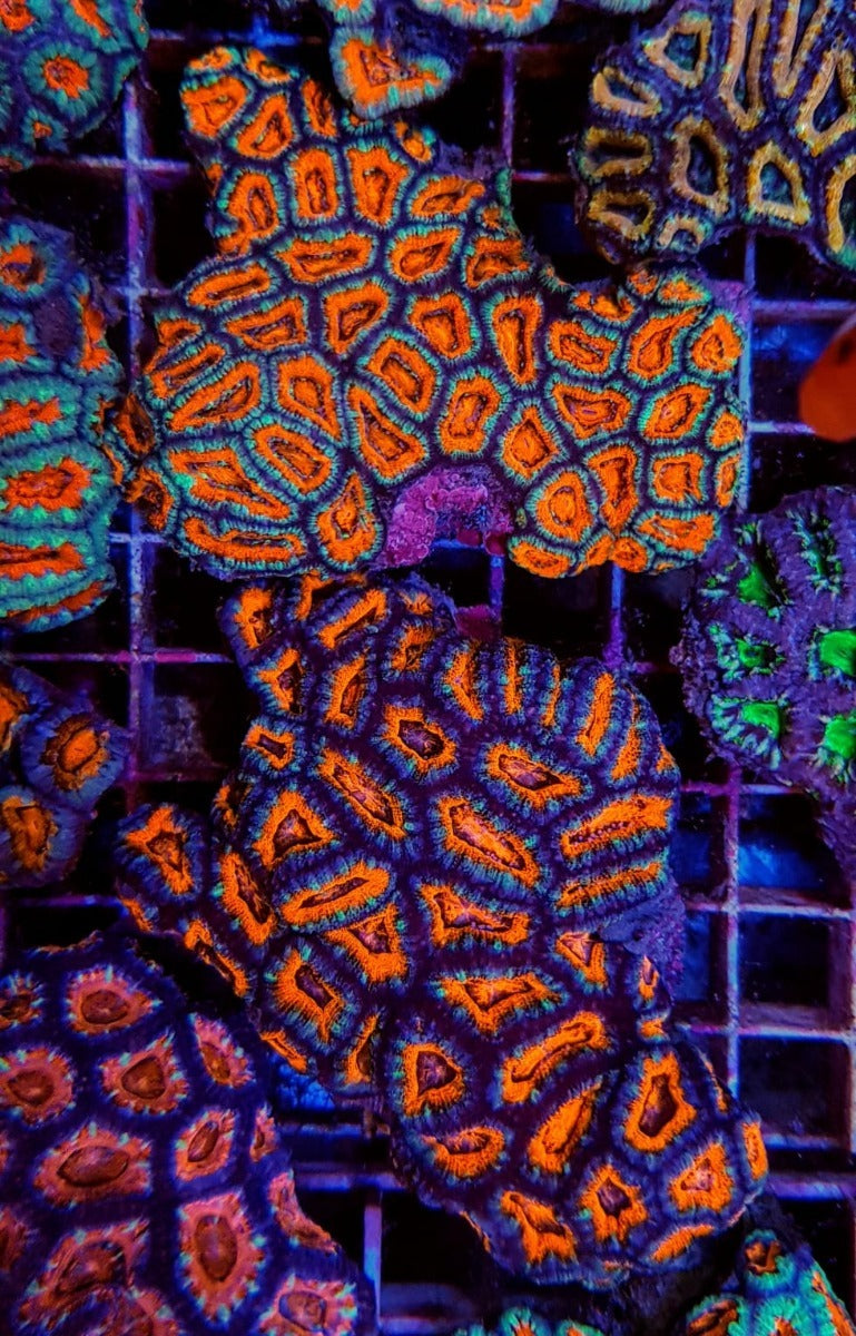 Acanthastrea lordhowensis (Red) (Premium)