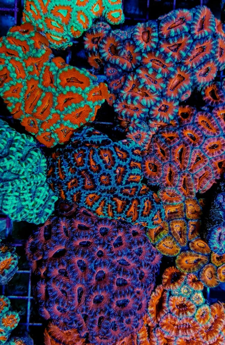 Acanthastrea lordhowensis (Red) (Premium)