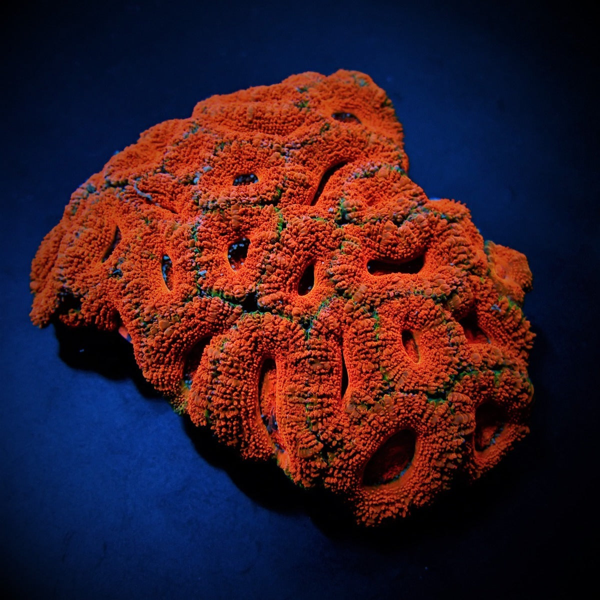 Acanthastrea lordhowensis (Red) (Premium)