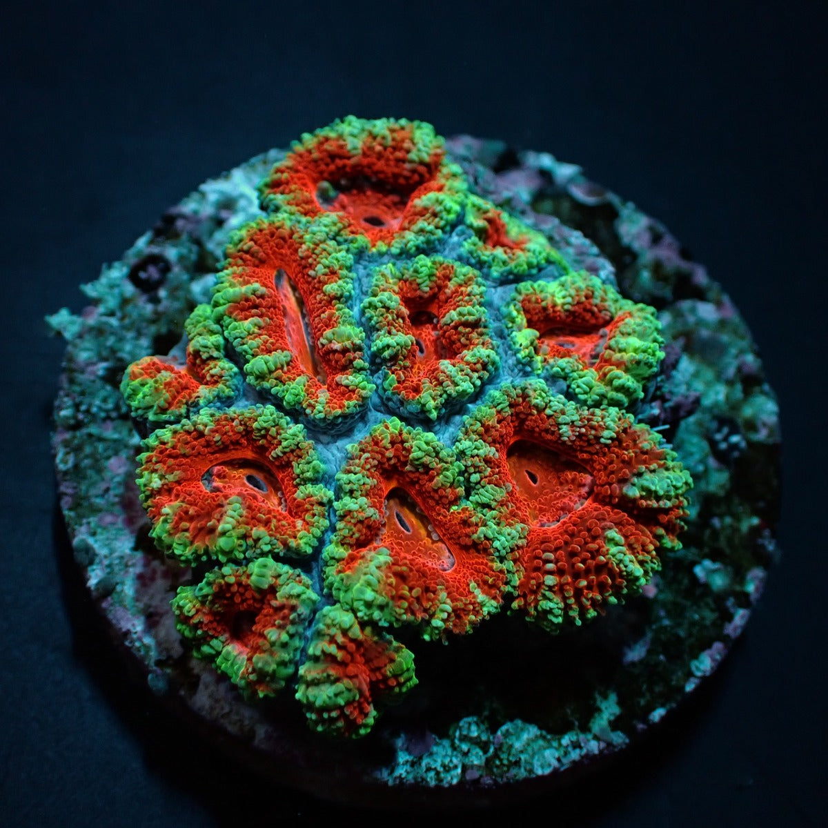 Acanthastrea lordhowensis (Red) (Premium) (frag)