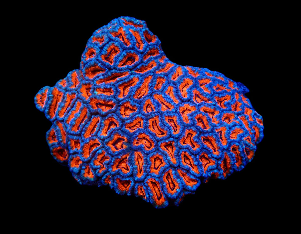 Acanthastrea lordhowensis (Premium)