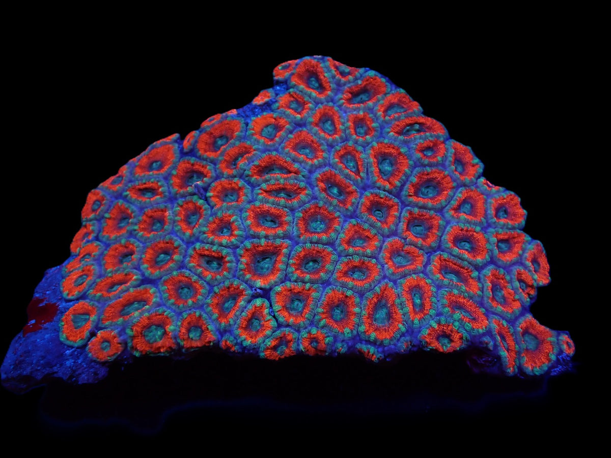 Acanthastrea lordhowensis (Premium)