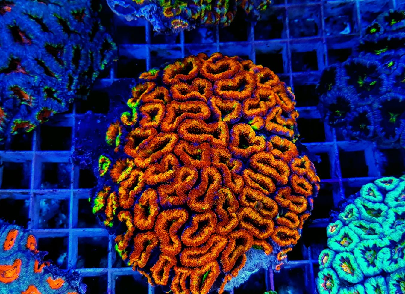 Micromussa spp. (Ultra)