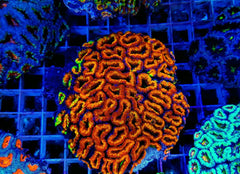 Micromussa spp. (Ultra)