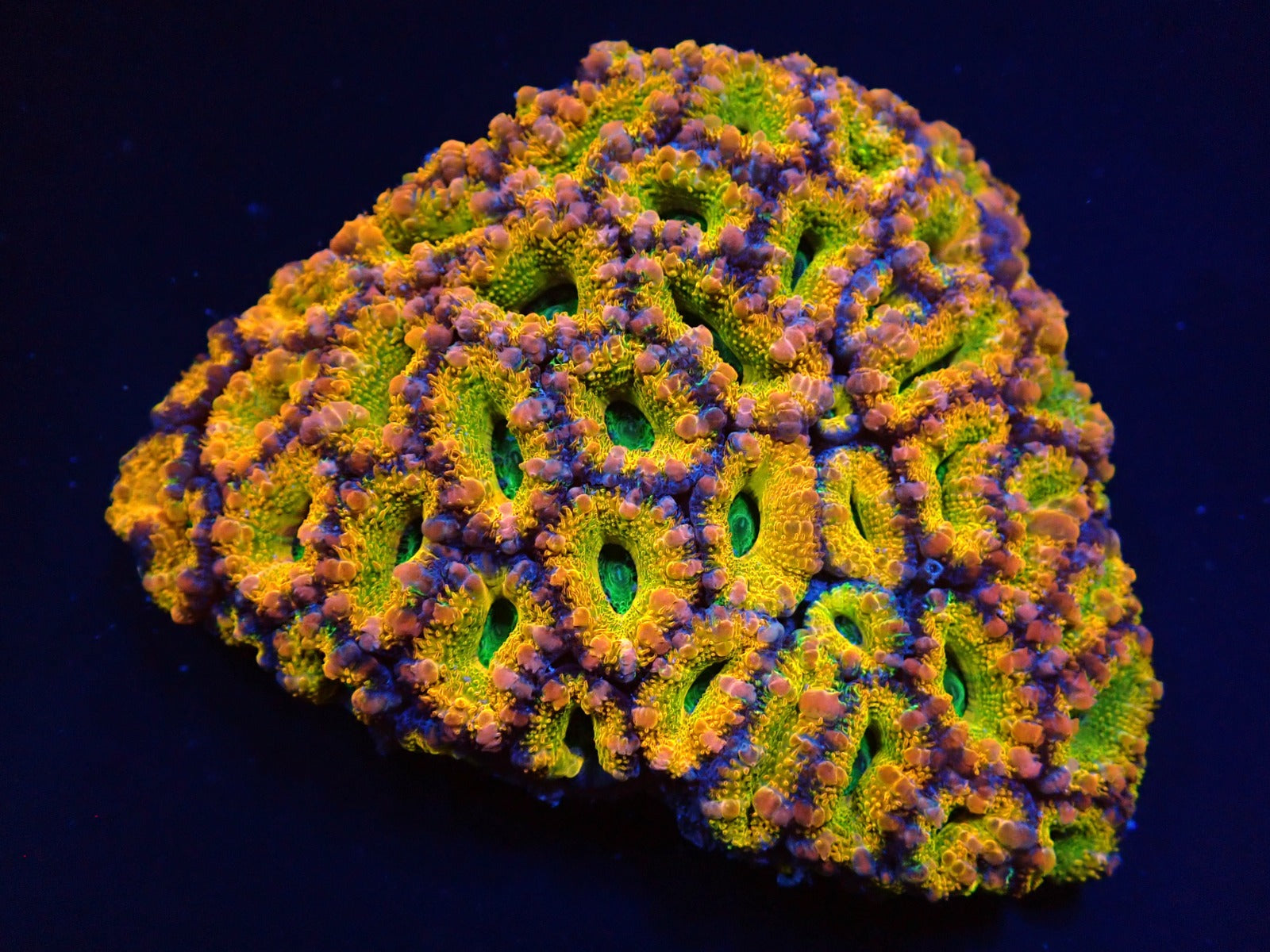 Micromussa spp. (Ultra)
