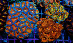 Micromussa spp. (Ultra)