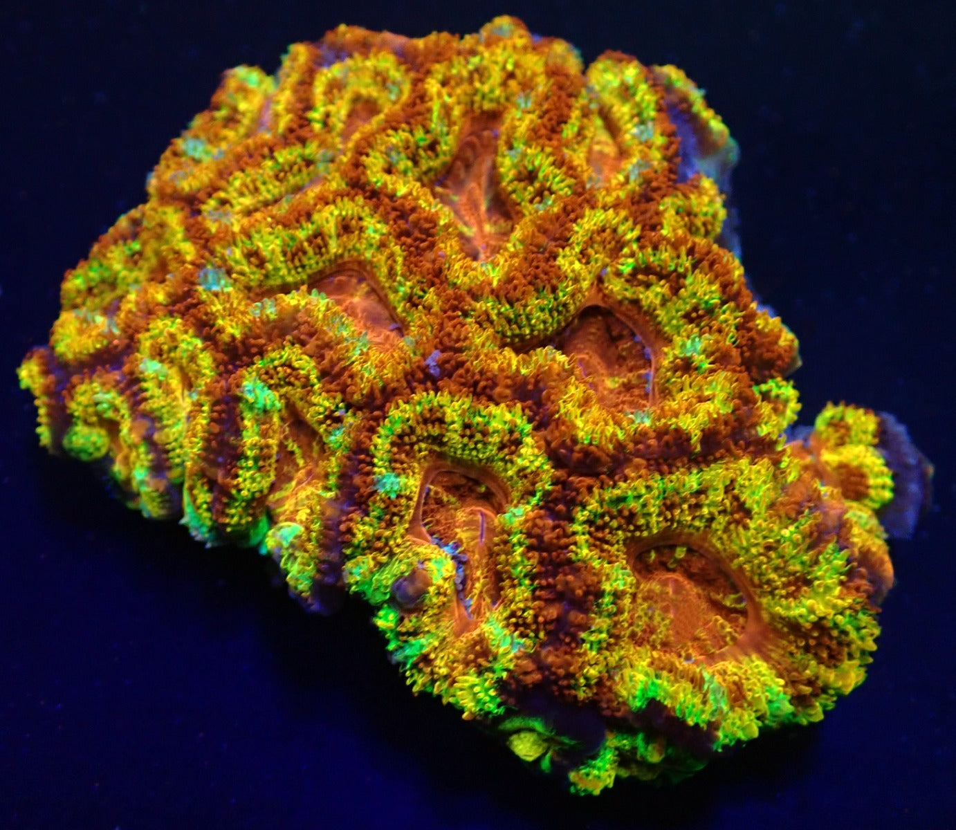 Micromussa spp. (Ultra)