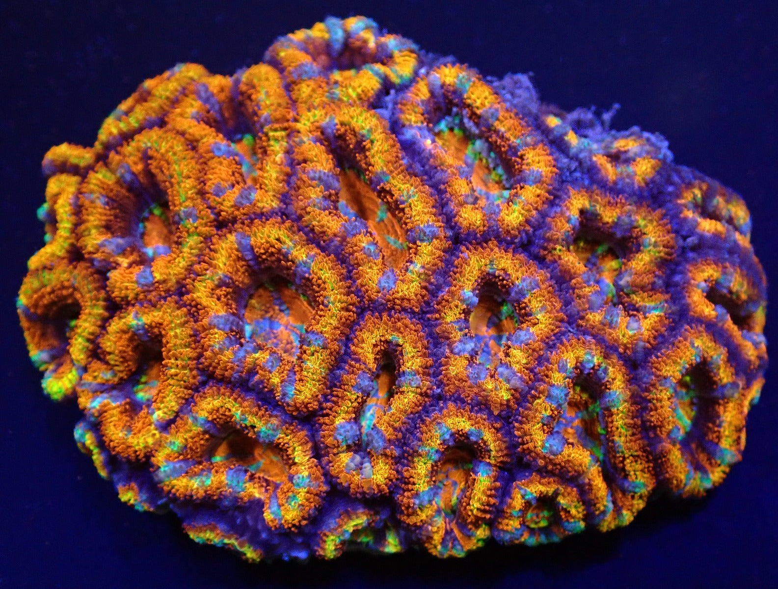 Micromussa spp. (Ultra)