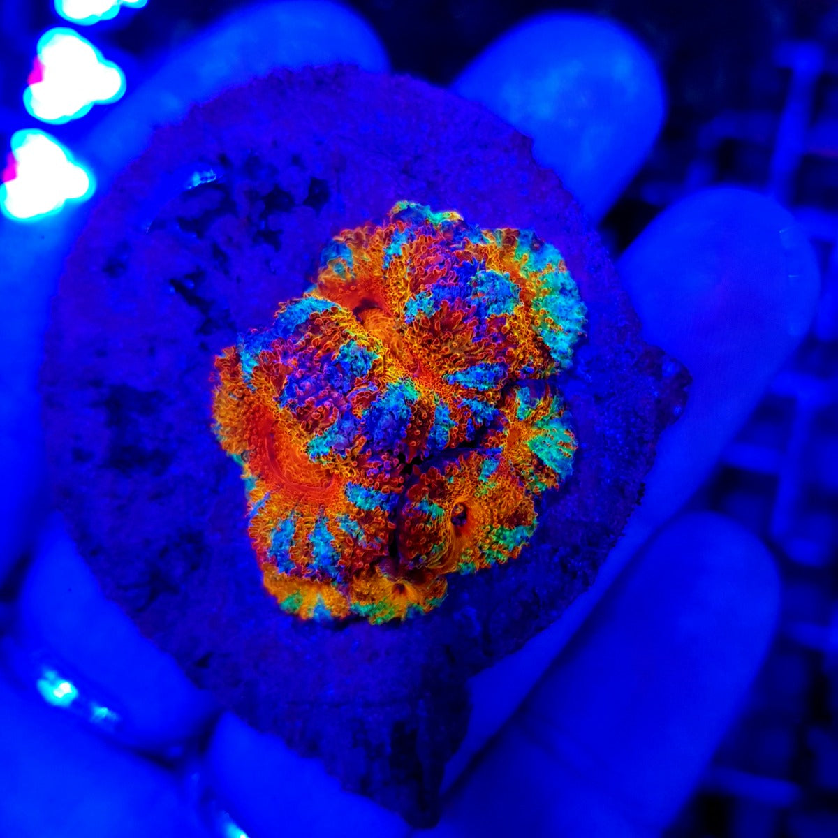Acanthastrea lordhowensis (Ultra) (frag)
