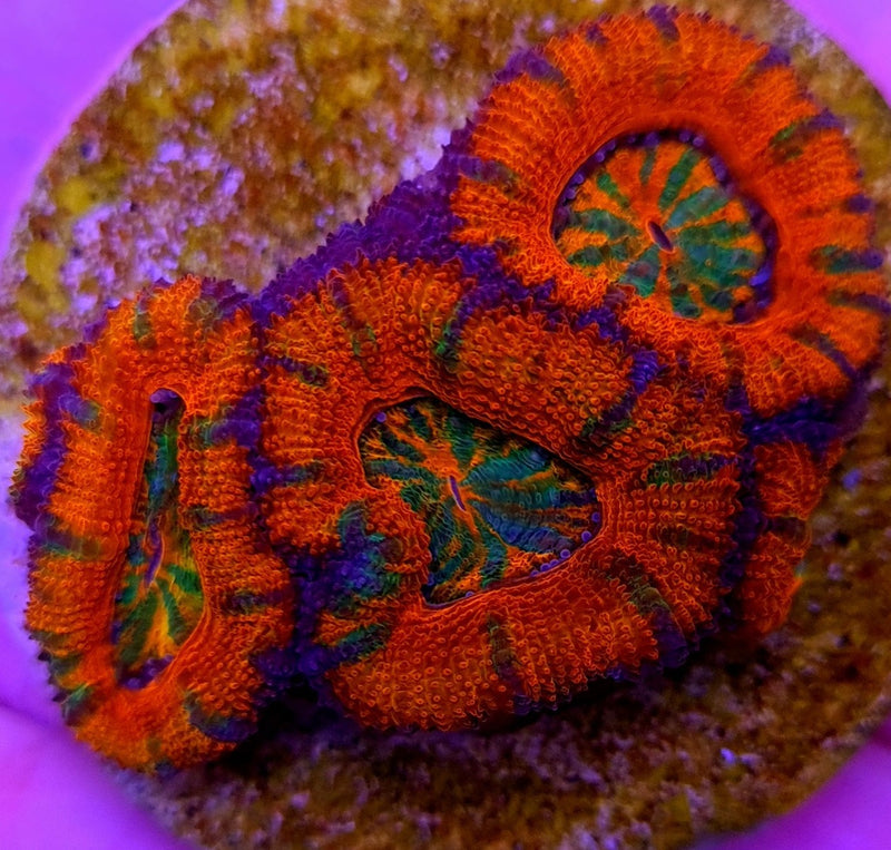 Acanthastrea lordhowensis (Ultra) (frag)