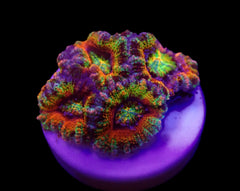 Micromussa spp. (Ultra) (frag)
