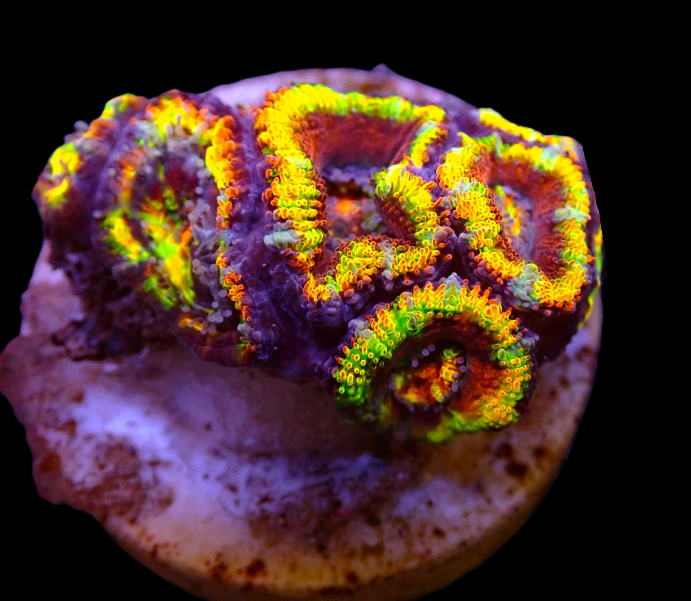 Micromussa spp. (Ultra) (frag)