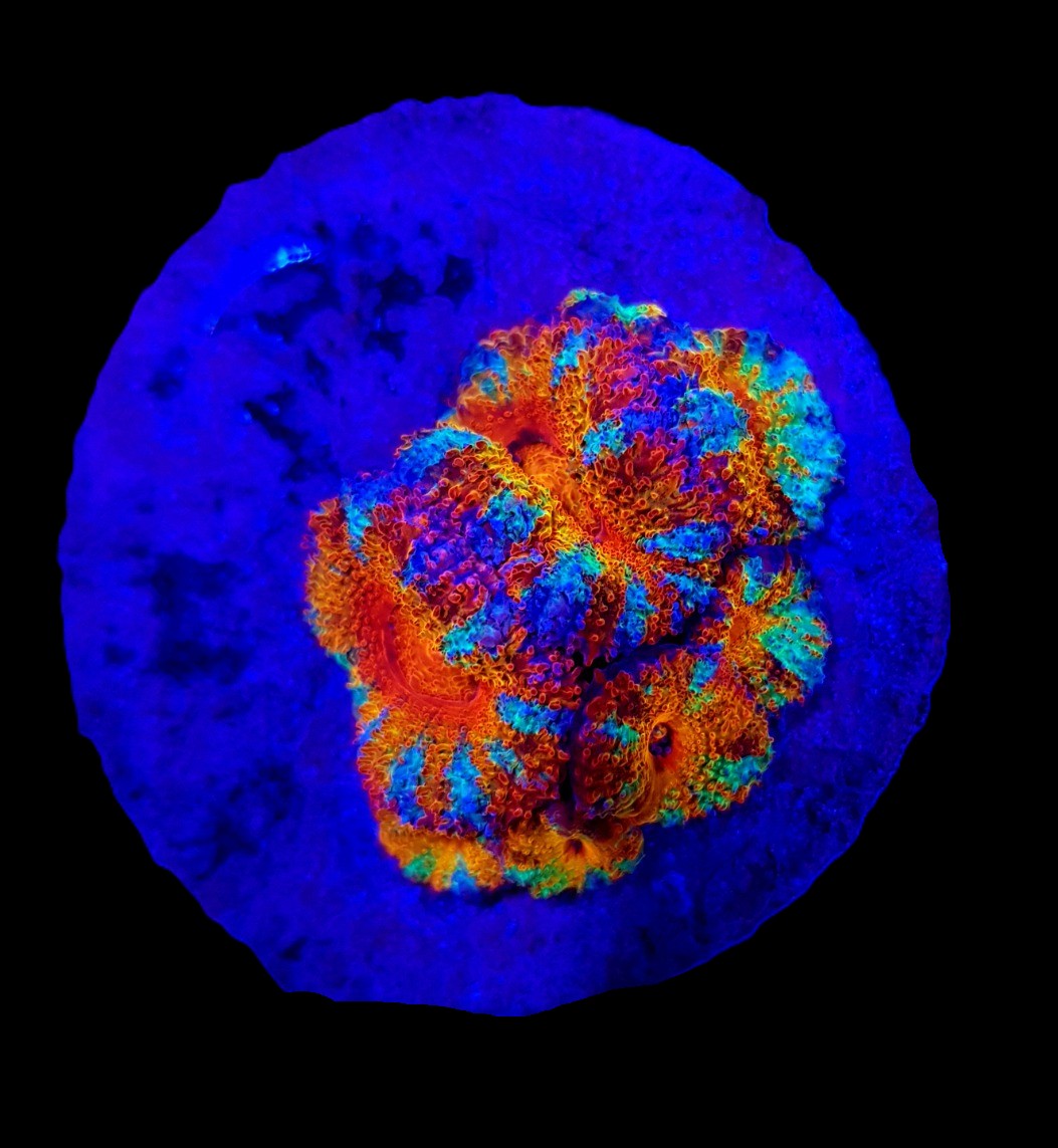 Micromussa spp. (Ultra) (frag)