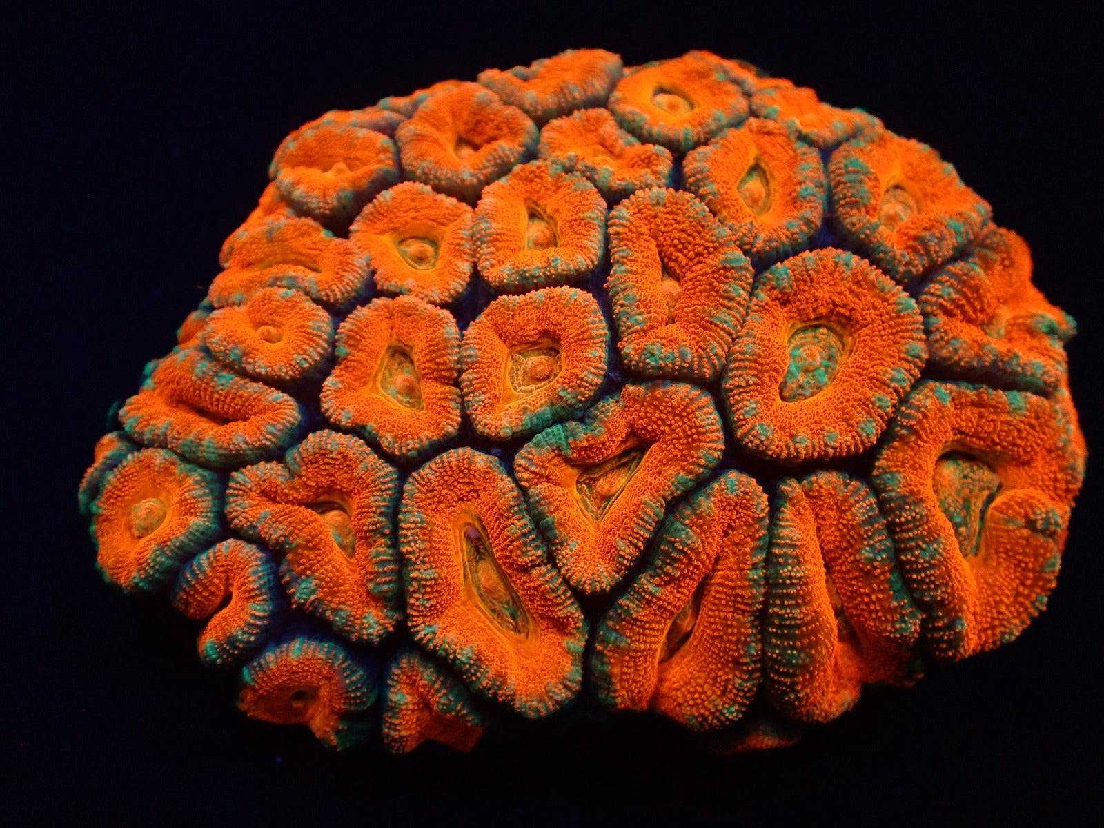 Acanthastrea lordhowensis (Premium)